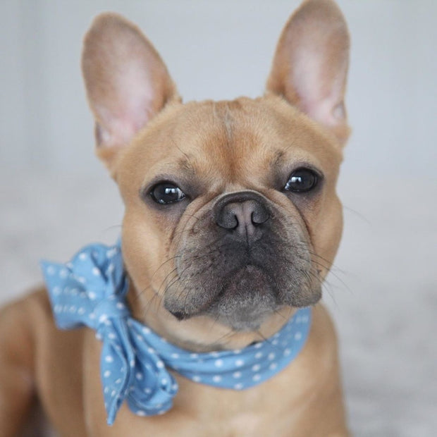 Scarf | Baby Blue Polka Dots