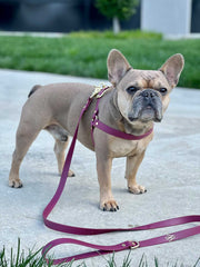 Harness | Burgundy