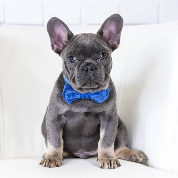 Wag Swag Brand | Bow Tie Dog Collar | Blue Corduroy