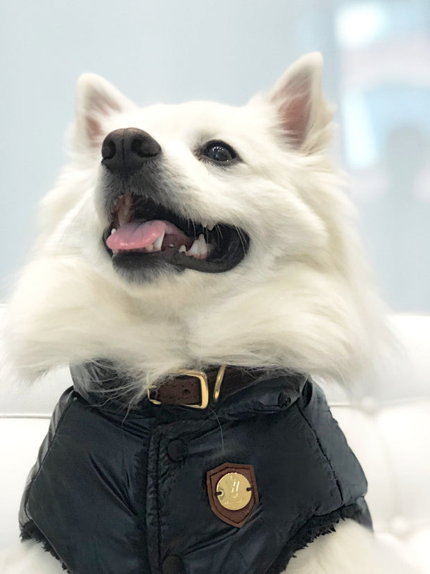 stylish dog jacket