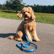 Blue dog harness vegan leather