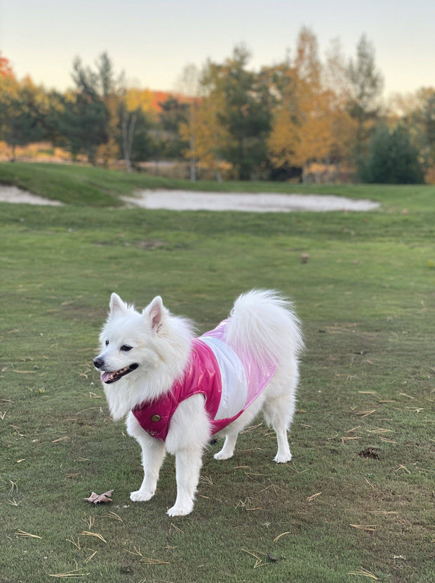 dog puffer jacket