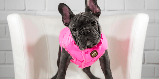 Puffer Jacket Pink - Wag Swag Brand Inc