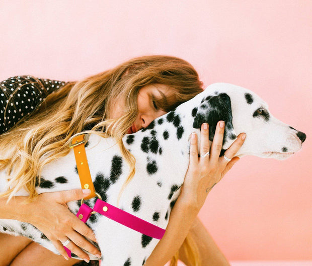 best pink dog harness