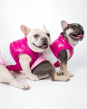 Frenchie in puffer jacket