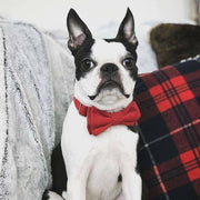 Bow Tie Dog Collar | Red Corduroy - Wag Swag Brand Inc