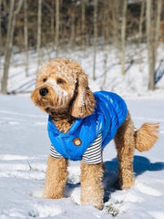 Puffer Jacket Blue - Wag Swag Brand Inc